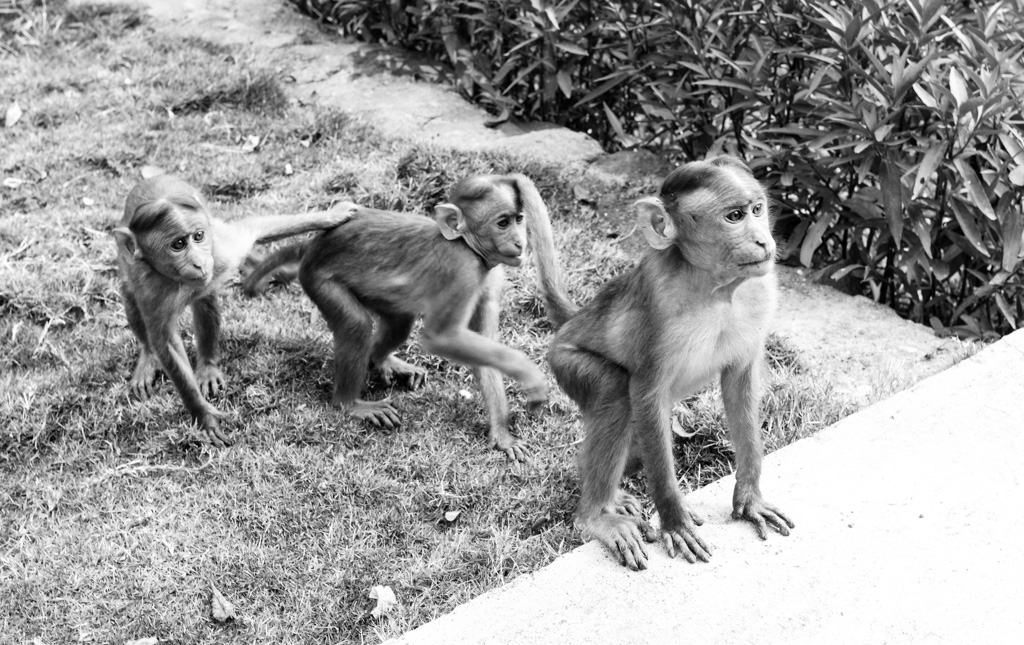 monkeys on Elephanta Island.