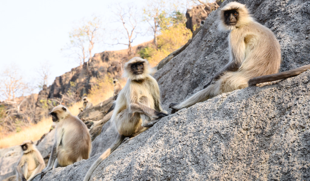 Monkeys at Ajanta Caves, Maharashtra, India.