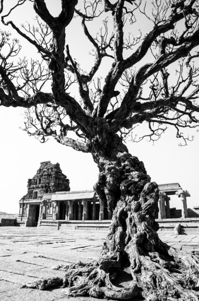 ancient tree at Hampi's Vittala temple.
