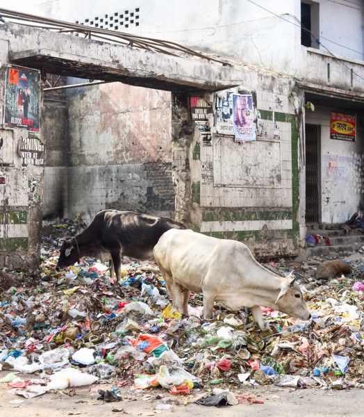cows consume trash in the street in Varanasi.