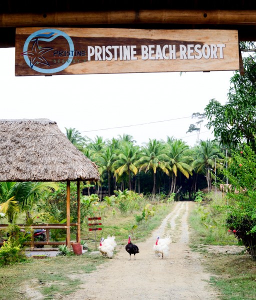Pristine Beach Resort in Kalipur: guarded by noisy, puffed-up turkeys.