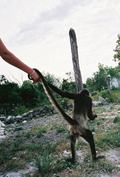 captive monkey "Bomba" in Morocoy, Quintana Roo, Mexico.