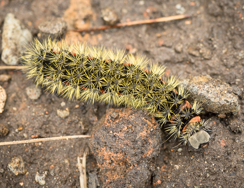 yellow caterpillar on Volcan Tajumulco