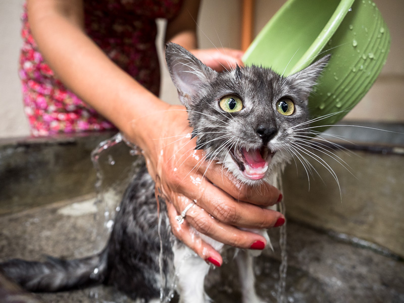 Kitten gets a cold bath in Xela, Guatemala. GreatDistances / Matt Wicks