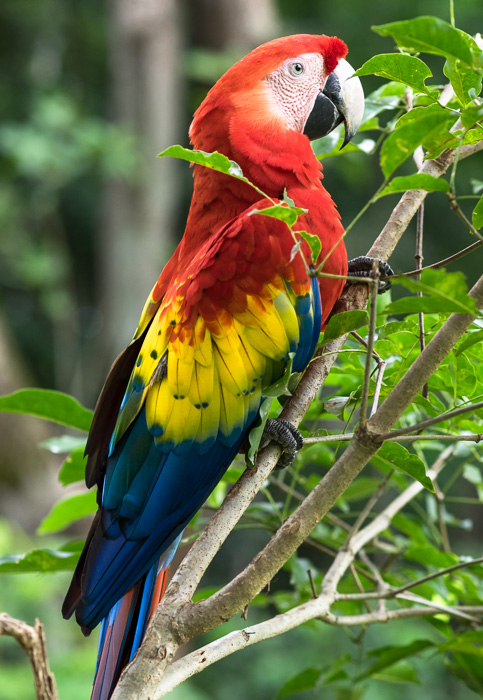 Brilliantly colored Scarlet Macaw in a tree at Copan Ruins, Honduras. GreatDistances / Matt Wicks