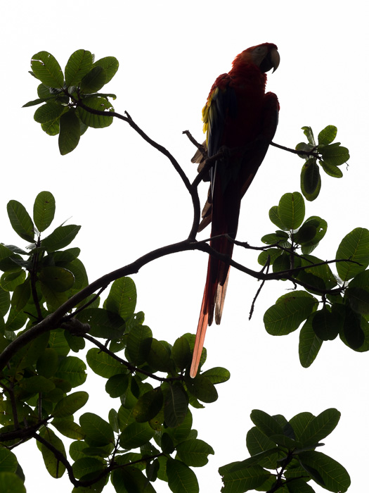 Scarlet Macaw. Copán Ruinas, Honduras. GreatDistances / Matt Wicks