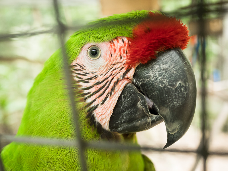 Great Green Macaw in an enclosure in Copan Ruins, Honduras. GreatDistances / Matt Wicks