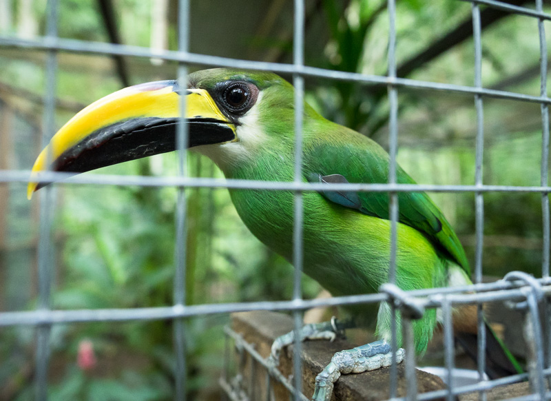 Emerald Toucanet in an enclosure at Macaw Mountain, Copan Ruinas, Honduras. GreatDistances / Matt Wicks