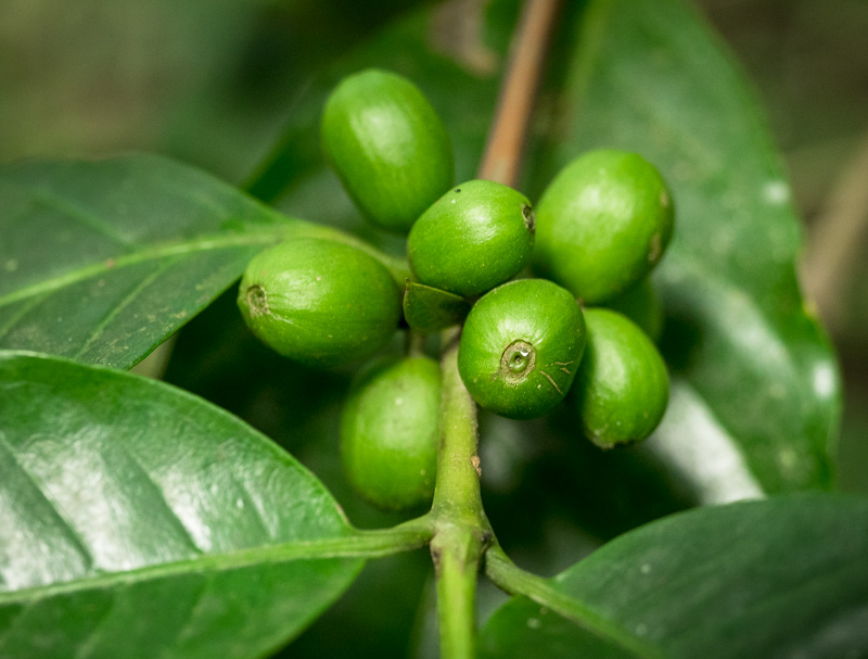 Coffee plant in Copan, Honduras. GreatDistances / Matt Wicks