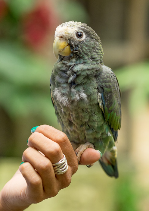 A small green bird perches on a woman's hand in Copán, Honduras. GreatDistances / Matt Wicks