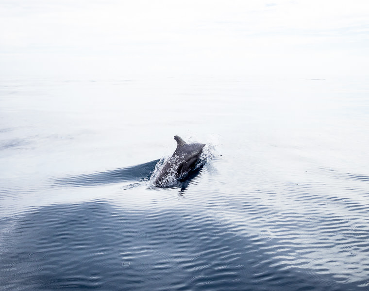 Dolphin alongside the diving boat. Utila, Honduras. GreatDistances / Matt Wicks