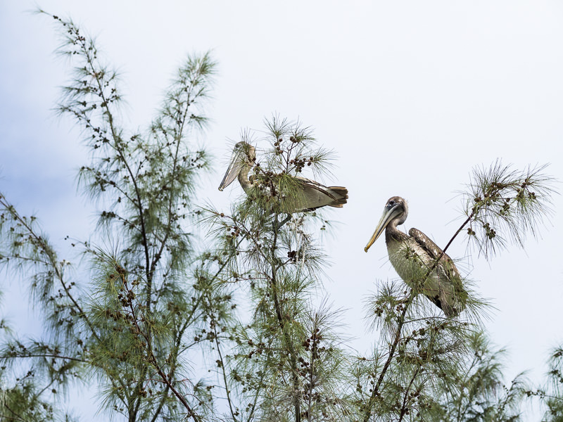 Pelicans sitting in a conifer on Water Cay. Utila, Honduras. GreatDistances / Matt Wicks