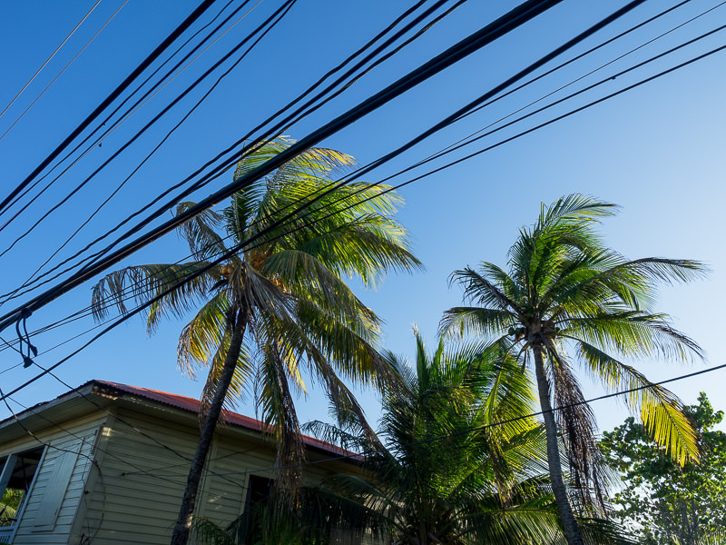 Palm trees and power lines. Utila, Honduras. GreatDistances / Matt Wicks