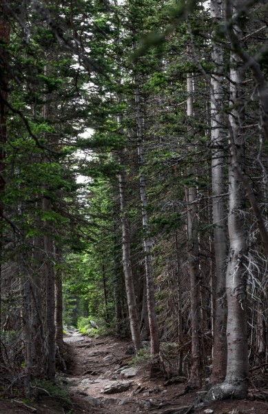 Wooded trail in Rocky Mountain National Park. GreatDistances / Matt Wicks