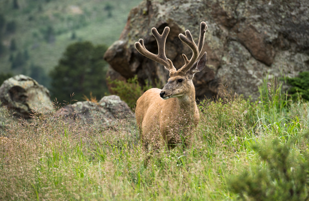 Male mule deer in Rocky Mountain National Park. GreatDistances / Matt Wicks