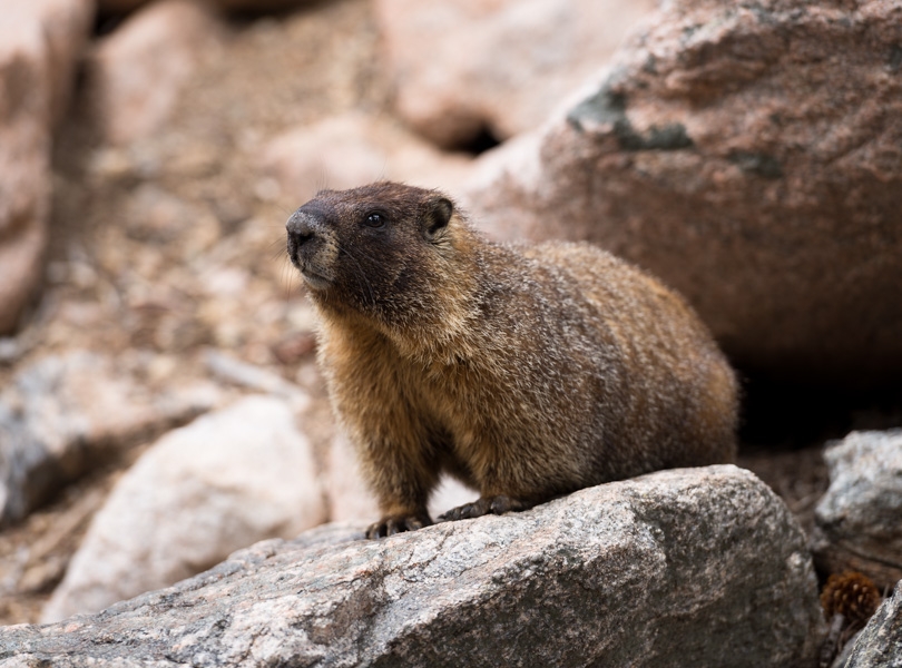 yellow-bellied marmot in Rocky Mountain National Park. GreatDistances / Matt Wicks