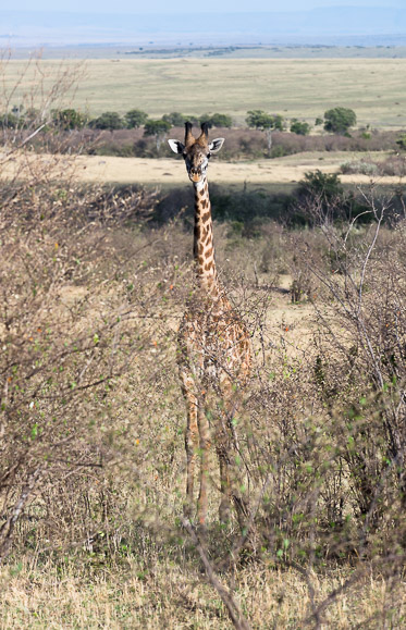 Giraffe pretends to be a tree. Maasai Mara National Reserve. GreatDistances / Matt Wicks