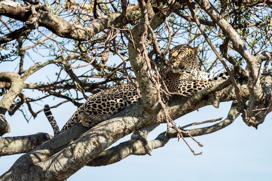 Leopard in a tree. Maasai Mara, Kenya. GreatDistances / Matt Wicks