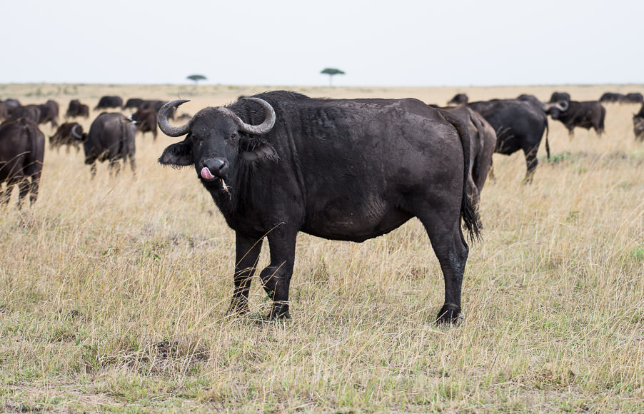 Herd of buffalo in Maasai Mara. GreatDistances / Matt Wicks