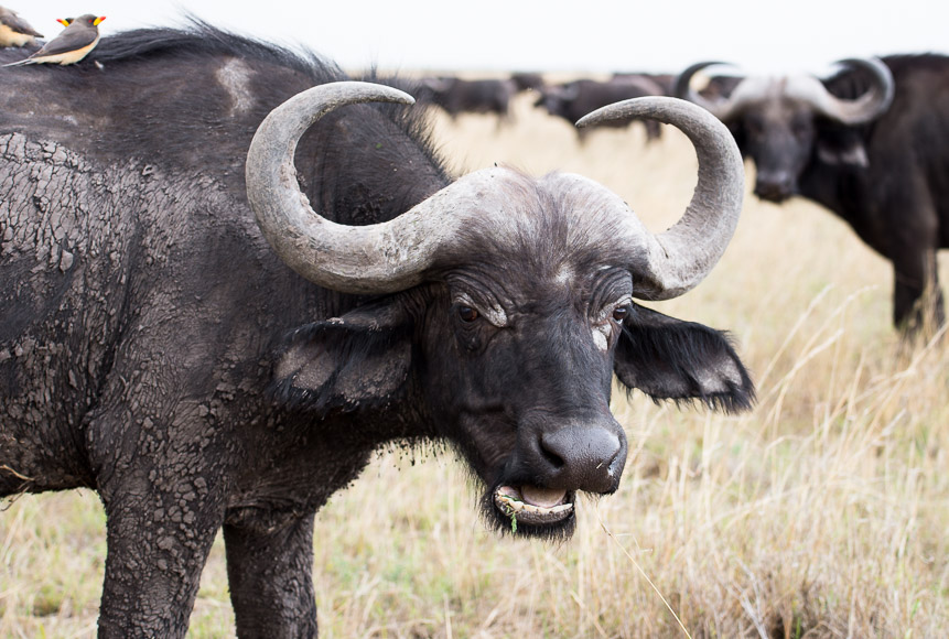 Up close with a mean looking buffalo. These animals can be unpredictable and dangerous - it's important to stay inside the jeep when they're around. GreatDistances / Matt Wicks