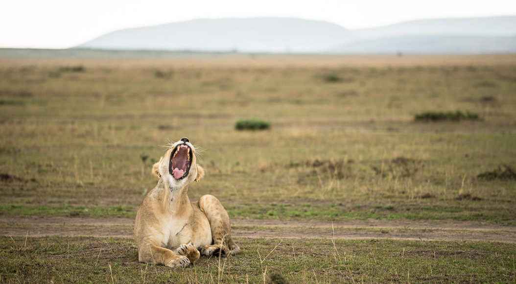 yawning lioness. Maasai Mara. GreatDistances / Matt Wicks