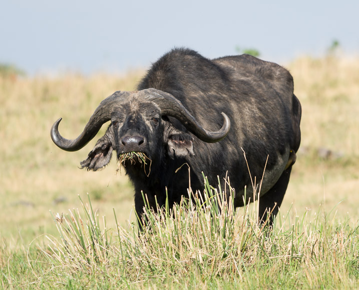 grazing buffalo. Maasai Mara. GreatDistances / Matt Wicks
