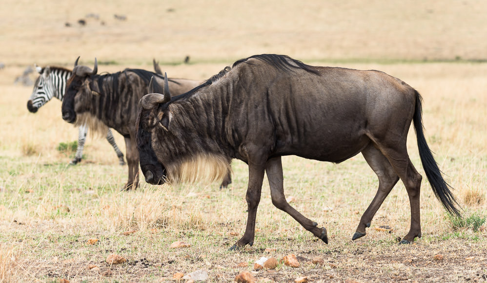 zebra and wildebeest in Maasai Mara. GreatDistances / Matt Wicks