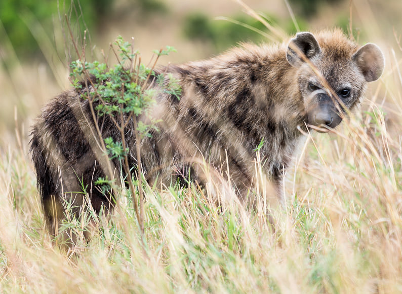 spotted hyena in tall grass. Maasai Mara. GreatDistances / Matt Wicks