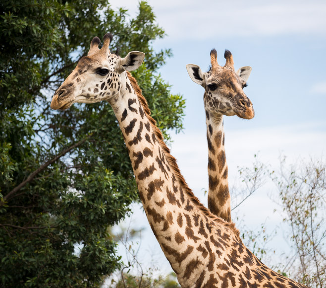 two Maasai giraffes. Maasai Mara. GreatDistances / Matt Wicks