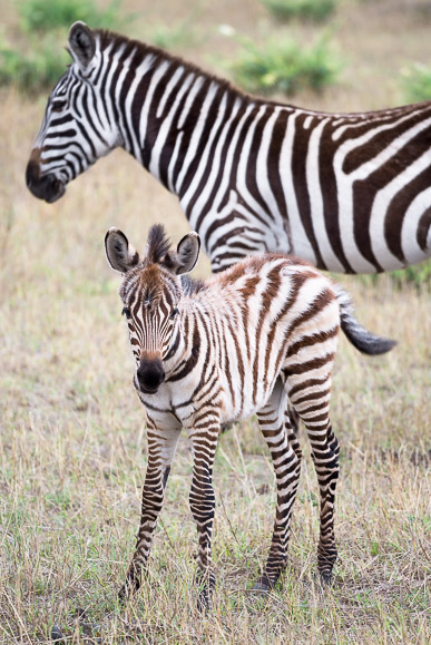 young burchells zebra in Maasai Mara. GreatDistances / Matt Wicks