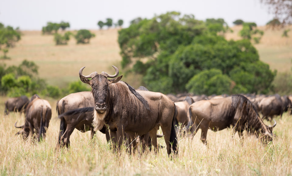 herd of wildebeest in Maasai Mara. GreatDistances / Matt Wicks