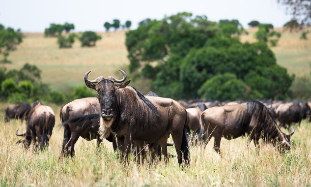 Wildebeest in the Maasai Mara. GreatDistances / Matt Wicks