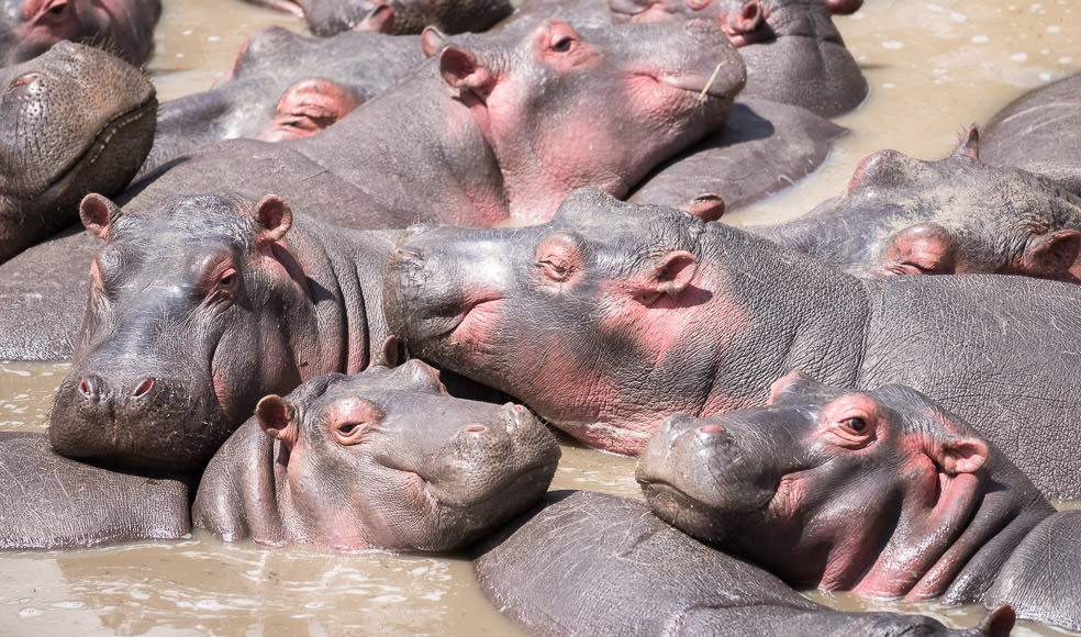 lounging hippos in the Talek River. Maasai Mara. GreatDistances / Matt Wicks