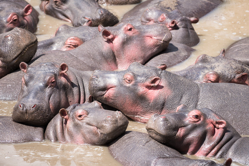 Hippos sleeping in the Talek River. GreatDistances / Matt Wicks