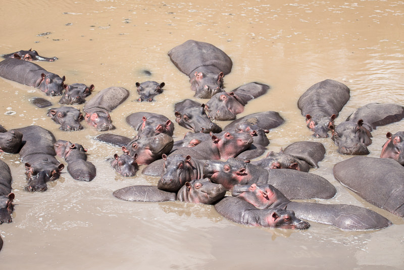Hippos sleeping en masse in the Talek River. Maasai Mara, Kenya. GreatDistances / Matt Wicks