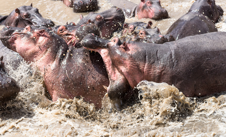 agitated hippo in the Talek River lashes out at another. Safari photography in Maasai Mara. GreatDistances / Matt Wicks