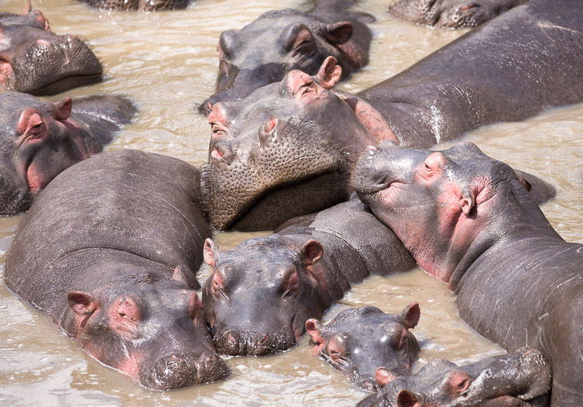 Hippos lazing in the Talek River. Maasai Mara. GreatDistances / Matt Wicks
