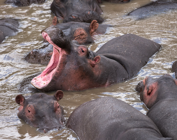 hippo yawn. Maasai Mara. GreatDistances / Matt Wicks