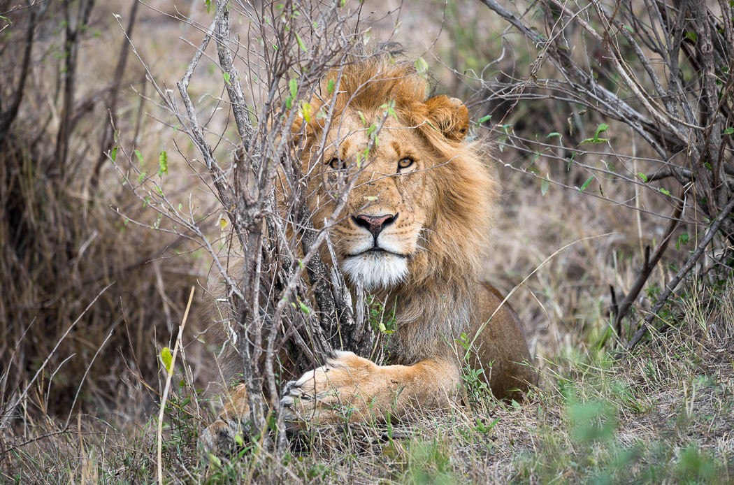 Male lion in the bush. Maasai Mara. Featured image: My First Shot at Safari Photography in Maasai Mara. GreatDistances / Matt Wicks