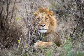 Male lion in the bush. Maasai Mara. Featured image: My First Shot at Safari Photography in Maasai Mara. GreatDistances / Matt Wicks