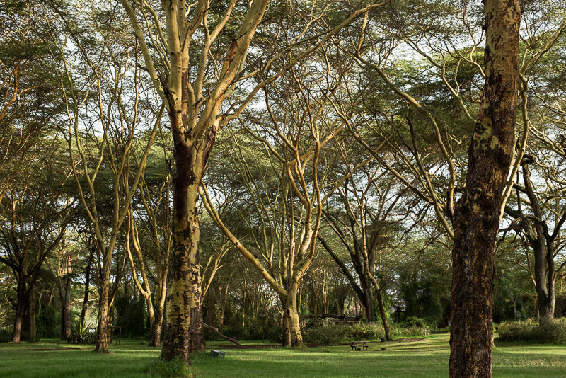 Huge acacia trees on the grounds of Camp Carnelly's in Lake Naivasha, Kenya. GreatDistances / Matt Wicks