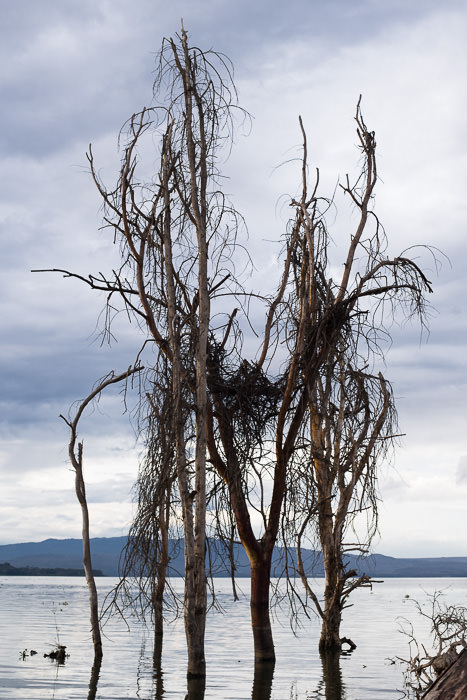 a tangle of trees on banks of Lake Naivasha. GreatDistances / Matt Wicks