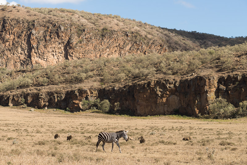 zebra and warthogs in Hell's Gate National Park in Kenya. GreatDistances / Matt Wicks