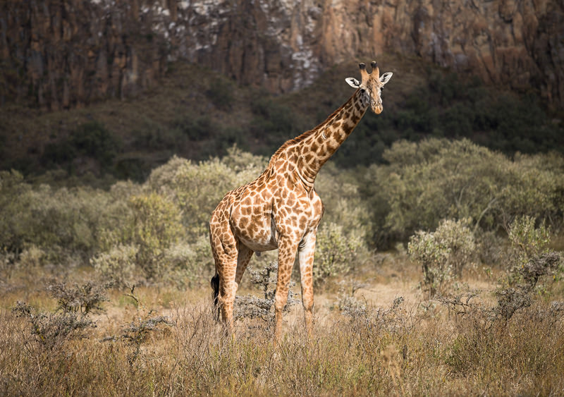 giraffe in Hell's Gate National Park, Kenya. GreatDistances / Matt Wicks