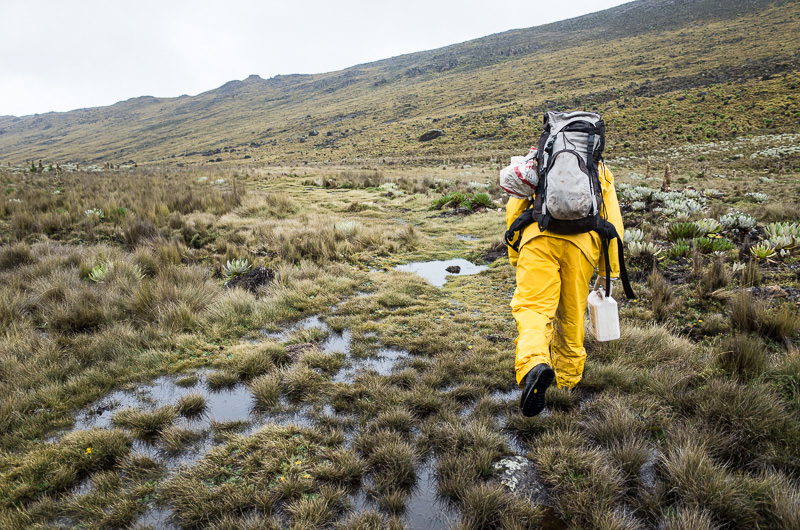 Hiking Likii North trail on a wet day. Mount Kenya. GreatDistances / Matt Wicks