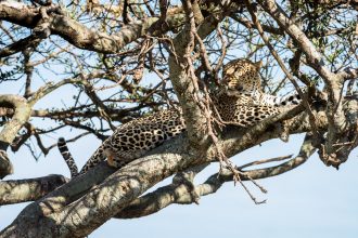 One Month in Kenya - leopard in a tree, Maasai Mara - GreatDistances / Matt Wicks