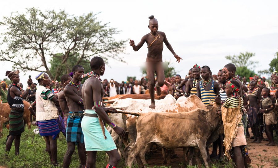 Image result for picture of  Bull jumping in Ethiopia